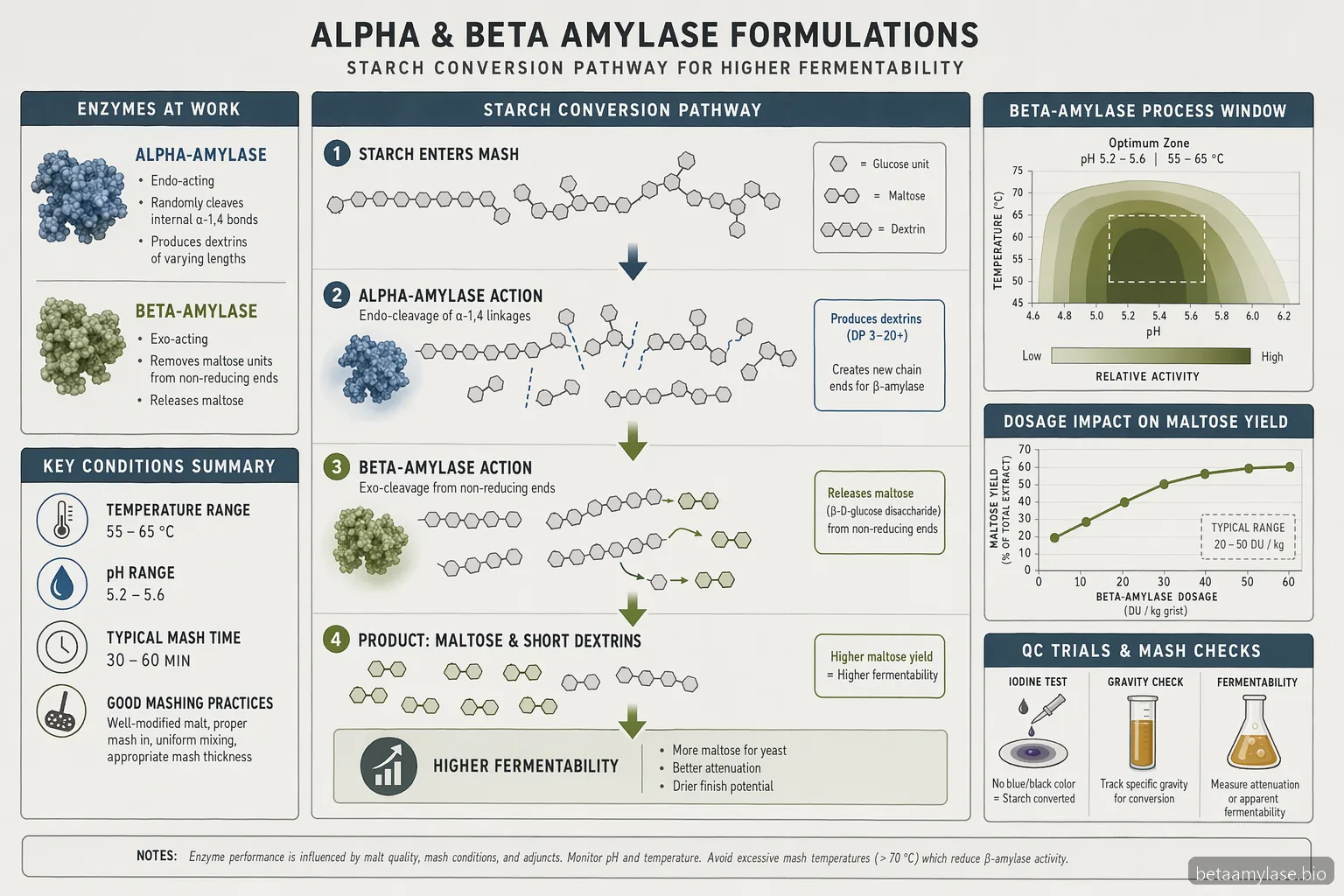 alpha and beta amylase brewing process diagram mapping beta-amylase temperature, pH window, dosage, and maltose release