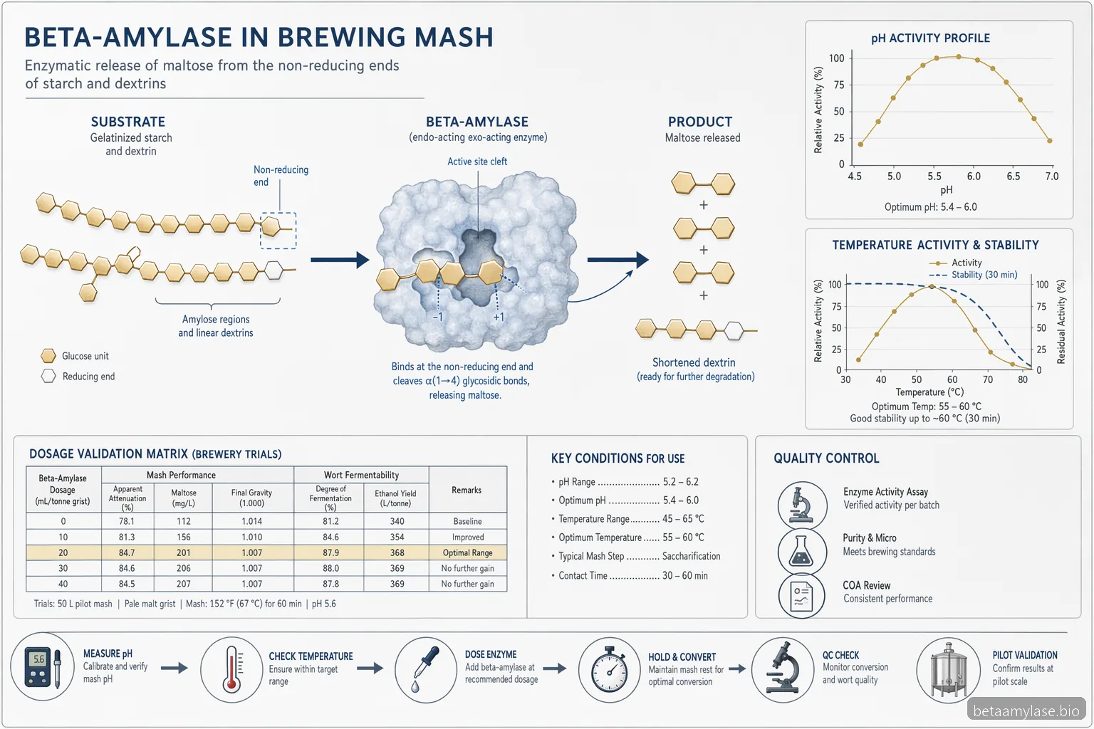 alpha beta amylase brewing process: beta-amylase converts starch fragments to maltose under pH and heat limits